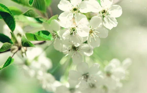 Цветы, природа, весна, яблоня