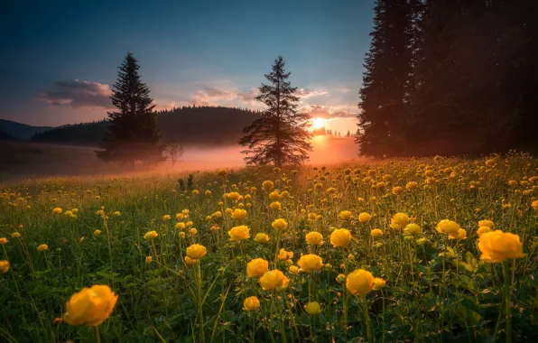 Поле, лес, цветы, купальницы