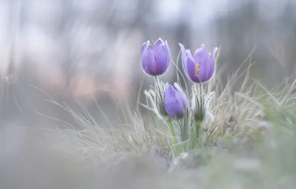 Цветы, природа, поляна, размытие, весна, светлый фон, сиреневые, боке