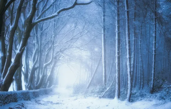 Зима, лес, снег, деревья, Англия