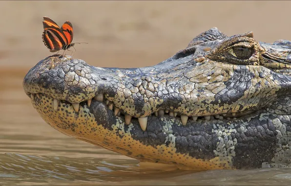 Butterfly, two, crocodile, Animals, other