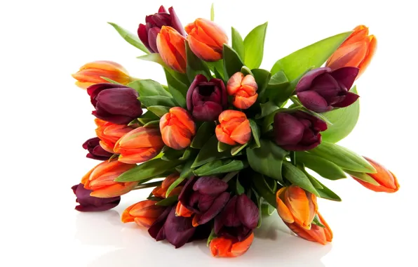 Цветок, цветы, природа, букет, весна, тюльпаны