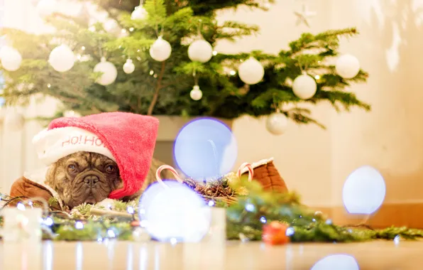 Картинка взгляд, украшения, елка, собака, Рождество, Новый год, ёлка, колпак
