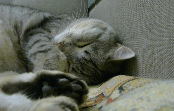 Кошка, кот, котенок, диван, бой, котёнок, пророк, котейка