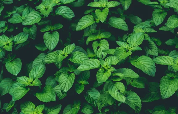 Картинка Nature, Green, Wallpaper, Background, Macro, Mint, Plant