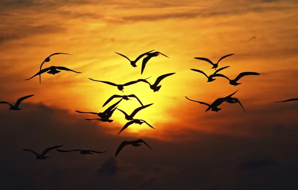 Картинка небо, свобода, солнце, полет, закат, птицы, природа, фон
