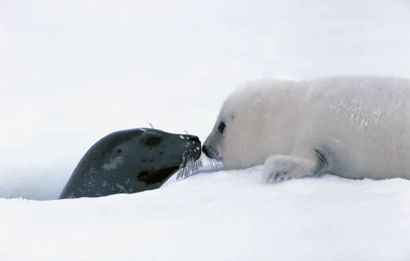 Ice, puppy, animals, winter, snow, cute, feeling, Seals