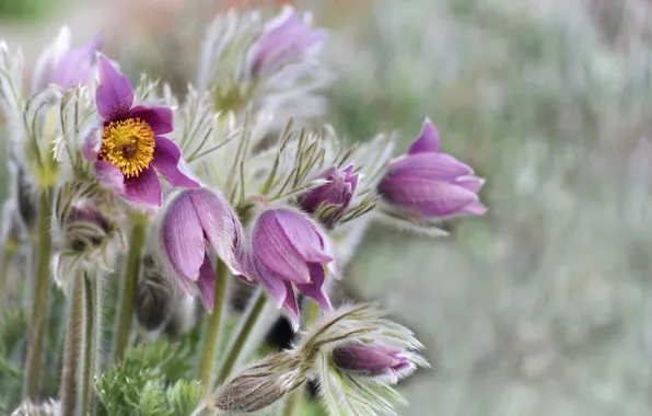 Поле, лето, цветы, природа, сон-трава, Pasqueflower