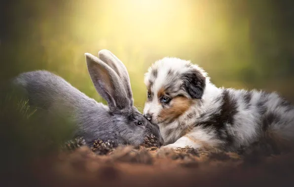 Собака, кролик, щенок, друзья, шишки, боке, пёсик, Австралийская овчарка