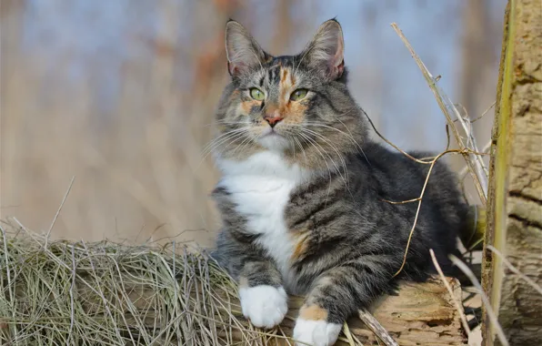 Картинка кошка, кот, взгляд, портрет, Норвежская лесная кошка