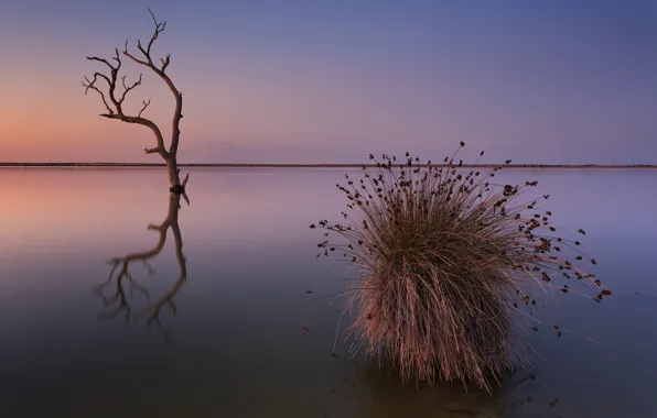 Картинка море, закат, дерево