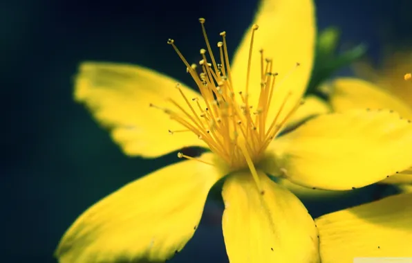 Картинка цветок, лето, желтый, зум