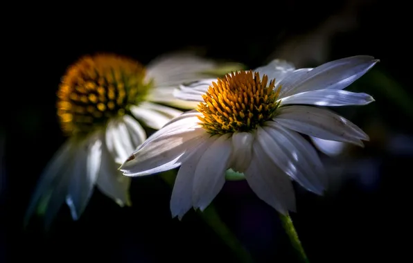 Лето, цветы, природа