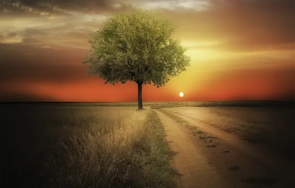 Картинка дорога, ночь, дерево