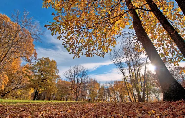 Картинка осень, небо, листья, солнце, деревья