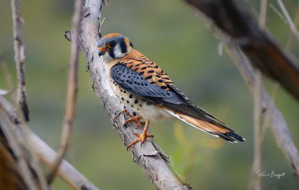 Ветки, птица, расцветка, оперение, Bird is the Word