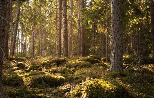 Картинка осень, лес, мох, север, ельник, карелия, Чавыкина Анастасия, приладожье