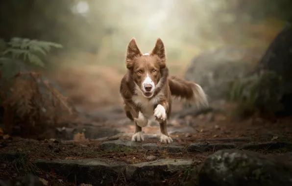 Собака, бег, Dog Photography