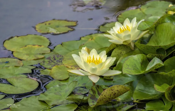 Картинка summer, yellow, flowers, water lily