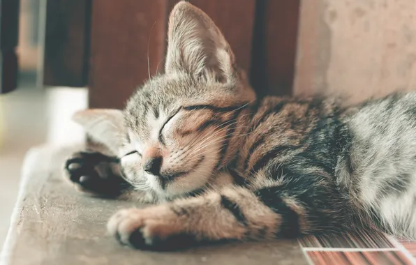 Kitten, sleeping, small