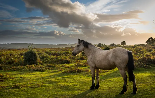 Картинка поле, трава, конь, лошадь