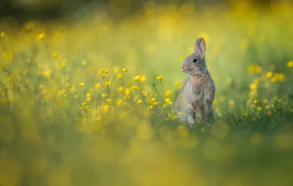 Цветы, кролик, луг, боке, крольчонок
