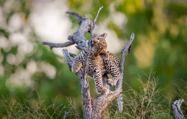 Картинка природа, дерево, леопард