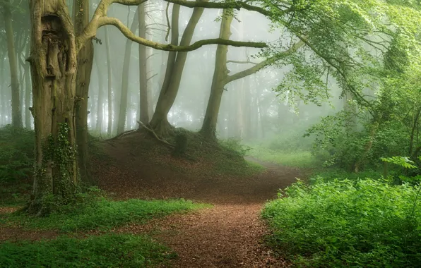 Картинка лес, туман, фото, тропинка