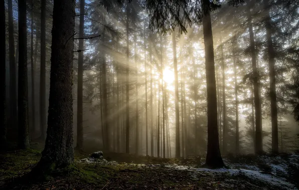 Картинка лес, солнце, лучи, свет, природа