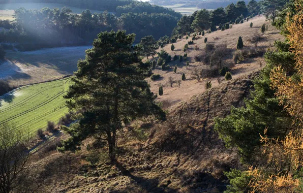 Деревья, природа, склон