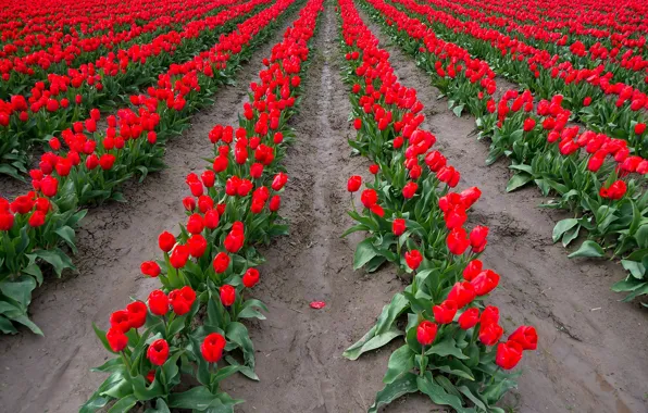 Цветы, природа, тюльпаны