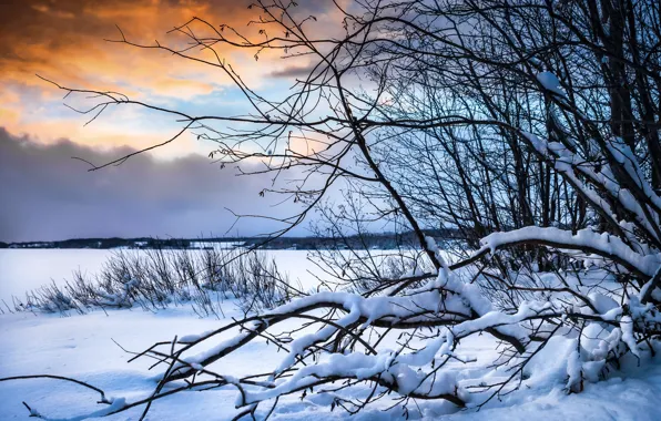 Картинка зима, снег, деревья, ветки, кусты