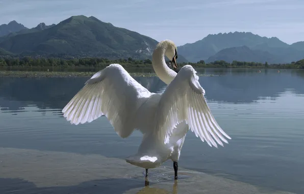 Картинка горы, природа, озеро, птица, крылья, лебедь