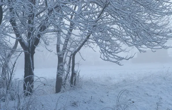 Картинка зима, трава, снег, деревья