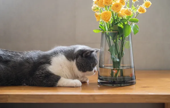 Кошка, кот, взгляд, цветы, поза, стол, букет, ваза