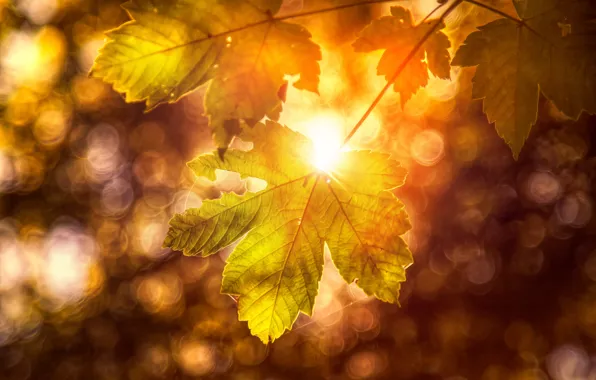 Осень, лист, обработка