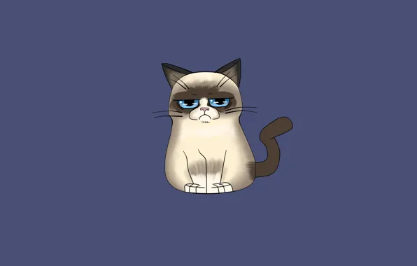Кошка, кот, минимализм, grumpy cat, сердитый котик