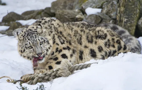 Картинка кошка, снег, котенок, мясо, ирбис, снежный барс, ©Tambako The Jaguar