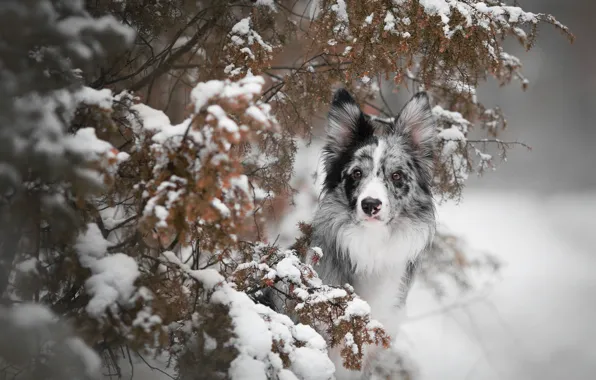 Картинка зима, листья, снег, ветки, собака, хвоя, бордер-колли