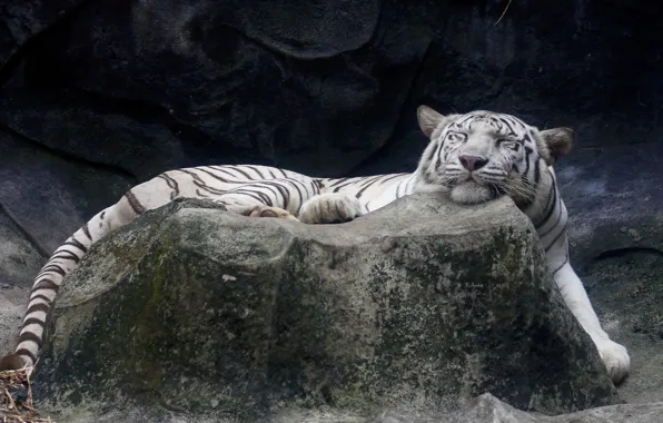 Картинка белый, тигр, камень, спит, лежит, довольная морда