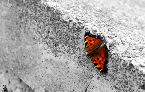 Природа, Бабочка, Pyatkov_Denis, baterfly