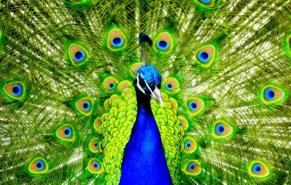 Картинка Desktop, Beautiful, Wallpaper, Peacock, Colourful