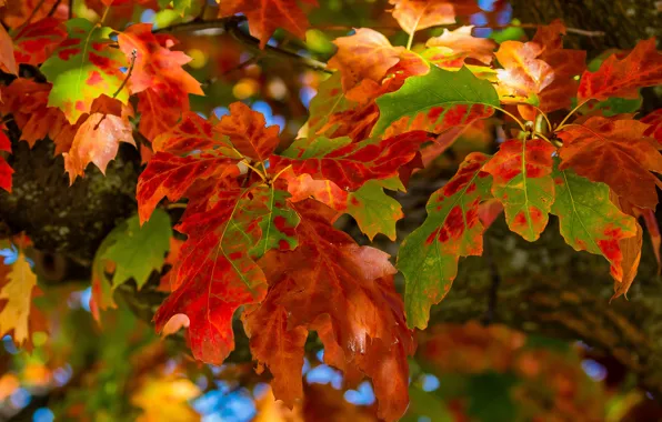 Осень, листья, макро, дуб