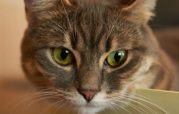 Eyes, pet, hairs, Feline