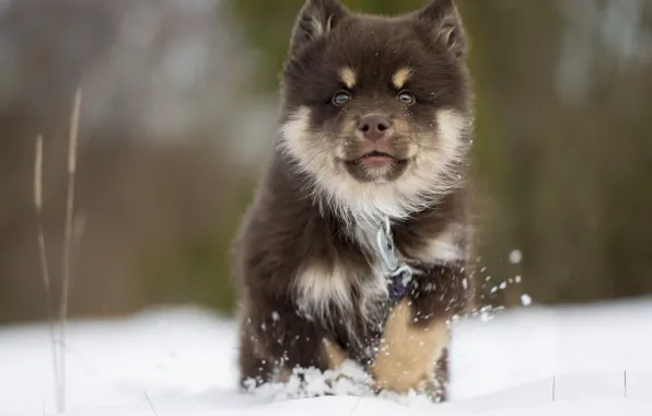 Зима, снег, собака, щенок, финская лопарская лайка, Финский лаппхунд