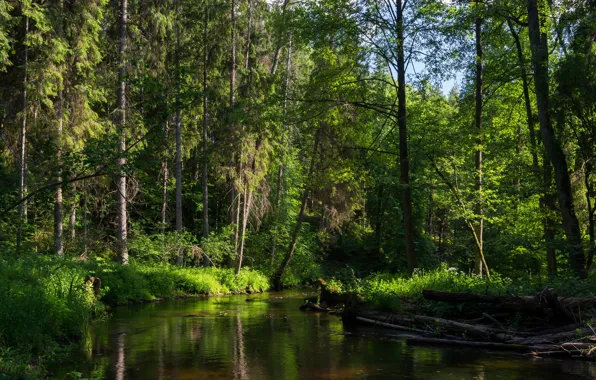 Картинка лес, деревья, река, Минск, речька, Беларусь.