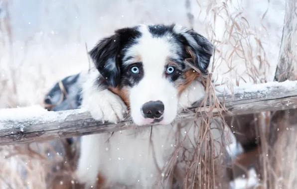 Картинка взгляд, морда, снег, собака, Австралийская овчарка, Аусси, Наталия Поникарова