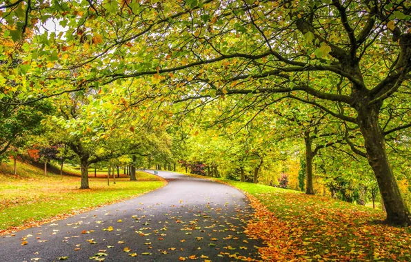 Дорога, осень, деревья, листопад