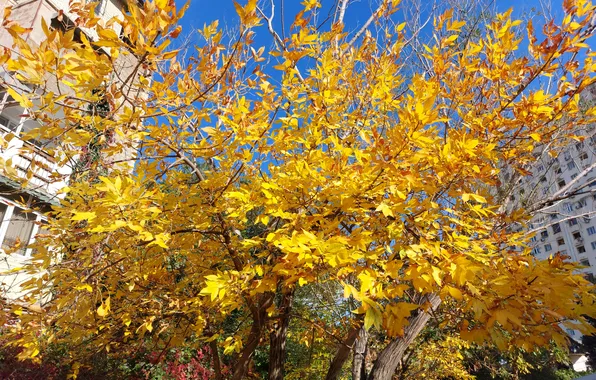 Картинка Осень, Деревья, Листья, Autumn, Trees, Leaves