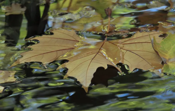 Картинка осень, лист, парк, ручей